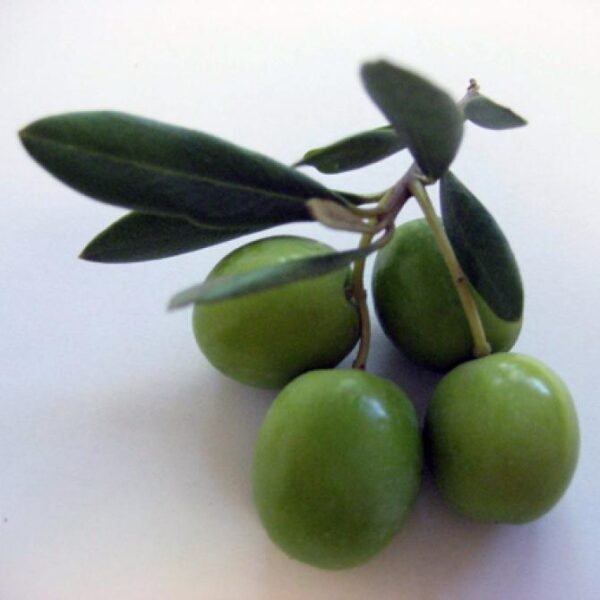 Olives for Body Soap